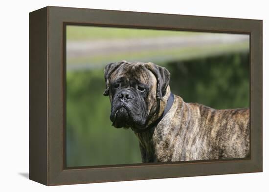 Bull Mastiff 12-Bob Langrish-Framed Premier Image Canvas