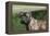 Bull Mastiff 12-Bob Langrish-Framed Premier Image Canvas