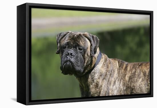 Bull Mastiff 12-Bob Langrish-Framed Premier Image Canvas