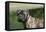 Bull Mastiff 12-Bob Langrish-Framed Premier Image Canvas