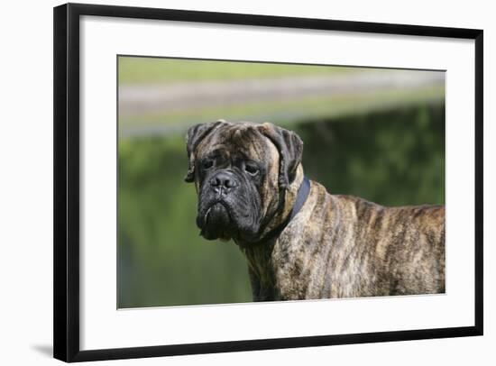 Bull Mastiff 12-Bob Langrish-Framed Photographic Print