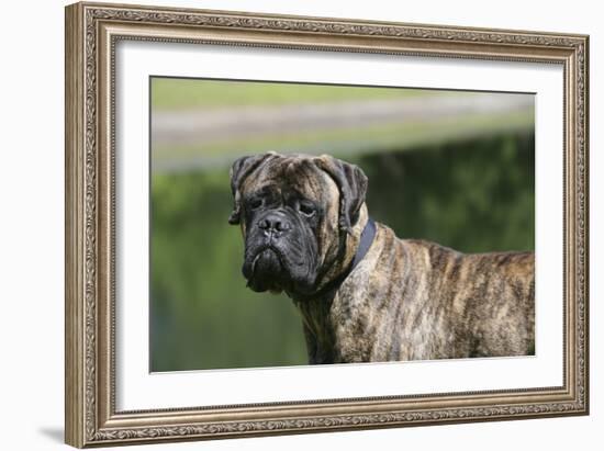 Bull Mastiff 12-Bob Langrish-Framed Photographic Print