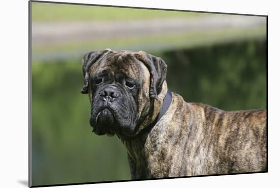 Bull Mastiff 12-Bob Langrish-Mounted Photographic Print