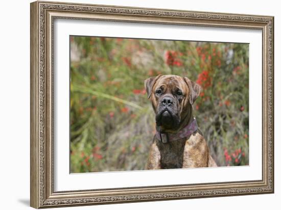 Bull Mastiff 15-Bob Langrish-Framed Photographic Print