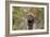 Bull Mastiff 15-Bob Langrish-Framed Photographic Print