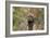 Bull Mastiff 15-Bob Langrish-Framed Photographic Print
