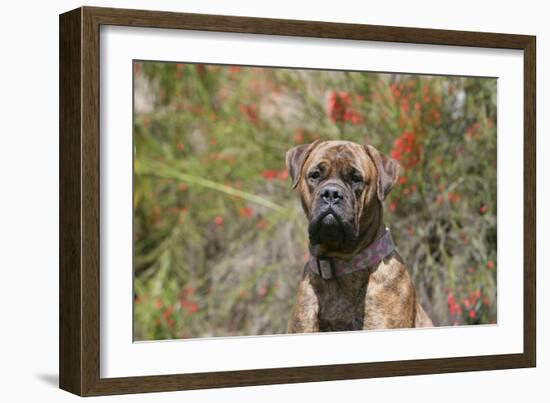 Bull Mastiff 15-Bob Langrish-Framed Photographic Print