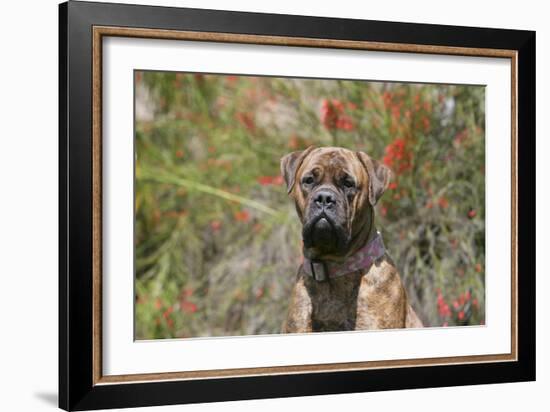 Bull Mastiff 15-Bob Langrish-Framed Photographic Print