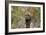 Bull Mastiff 15-Bob Langrish-Framed Photographic Print