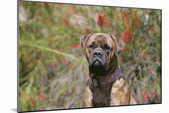 Bull Mastiff 15-Bob Langrish-Mounted Photographic Print