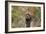 Bull Mastiff 15-Bob Langrish-Framed Photographic Print