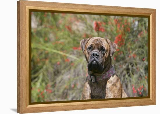 Bull Mastiff 15-Bob Langrish-Framed Premier Image Canvas