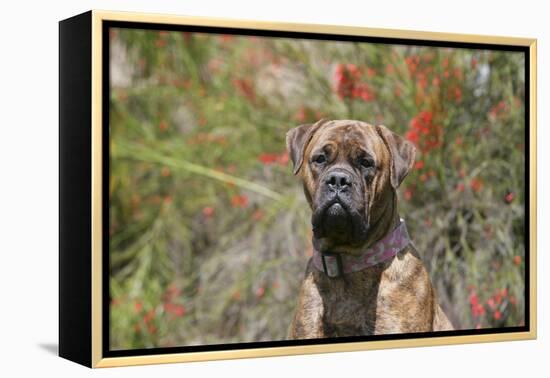 Bull Mastiff 15-Bob Langrish-Framed Premier Image Canvas