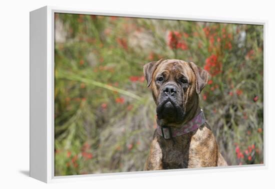 Bull Mastiff 15-Bob Langrish-Framed Premier Image Canvas