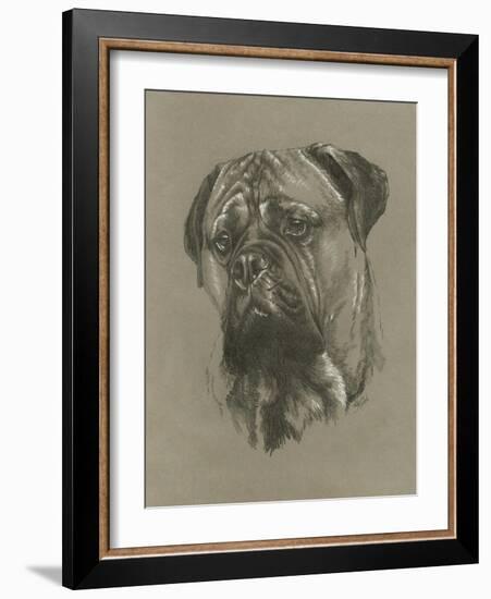 Bull Mastiff-Barbara Keith-Framed Giclee Print