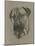 Bull Mastiff-Barbara Keith-Mounted Giclee Print