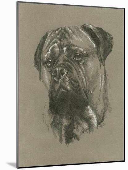 Bull Mastiff-Barbara Keith-Mounted Giclee Print