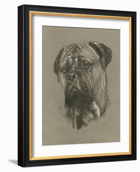 Bull Mastiff-Barbara Keith-Framed Giclee Print