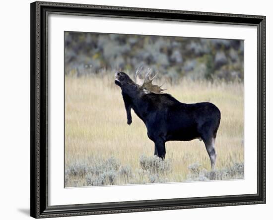 Bull Moose (Alces Alces) Calling, Wasatch Mountain State Park, Utah, USA, North America-James Hager-Framed Photographic Print