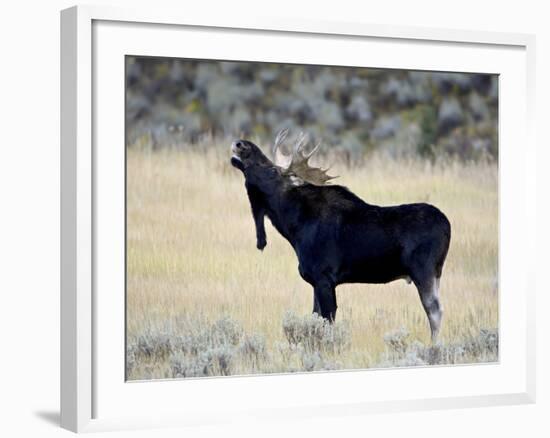 Bull Moose (Alces Alces) Calling, Wasatch Mountain State Park, Utah, USA, North America-James Hager-Framed Photographic Print