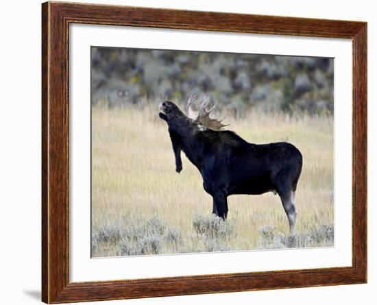 Bull Moose (Alces Alces) Calling, Wasatch Mountain State Park, Utah, USA, North America-James Hager-Framed Photographic Print