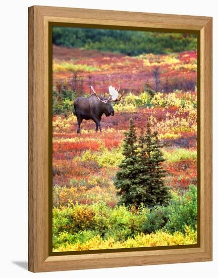 Bull Moose and Autumn Tundra, Denali National Park, Alaska, USA-David W. Kelley-Framed Premier Image Canvas