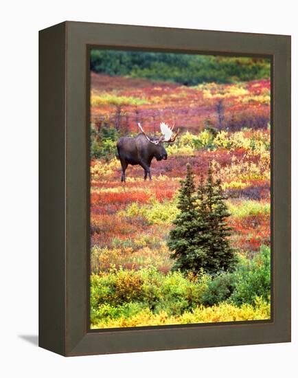 Bull Moose and Autumn Tundra, Denali National Park, Alaska, USA-David W. Kelley-Framed Premier Image Canvas