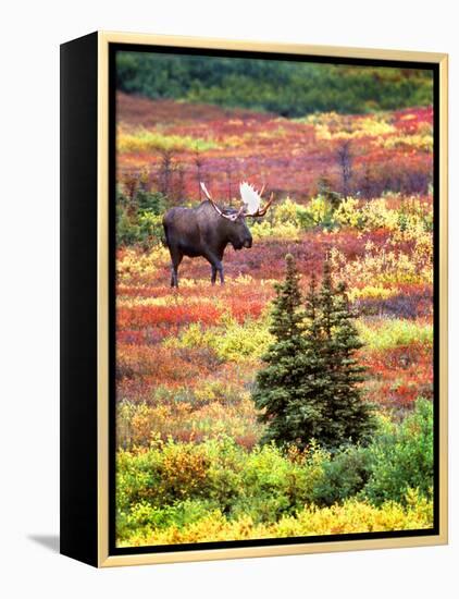 Bull Moose and Autumn Tundra, Denali National Park, Alaska, USA-David W. Kelley-Framed Premier Image Canvas