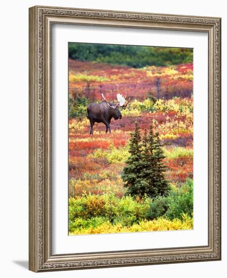 Bull Moose and Autumn Tundra, Denali National Park, Alaska, USA-David W. Kelley-Framed Photographic Print