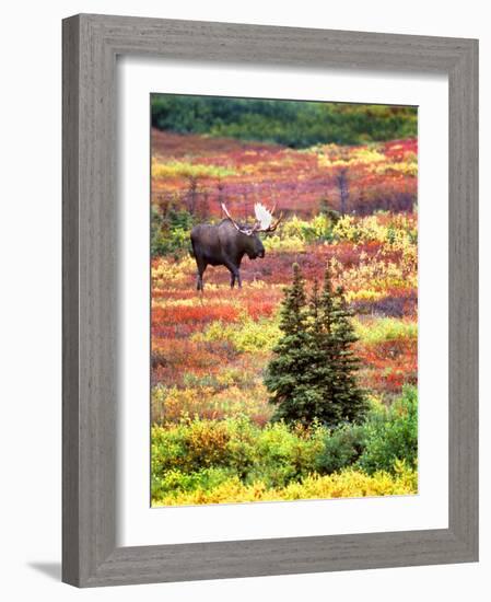 Bull Moose and Autumn Tundra, Denali National Park, Alaska, USA-David W. Kelley-Framed Photographic Print