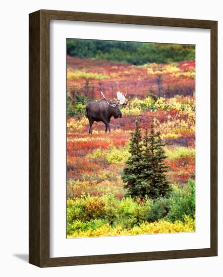 Bull Moose and Autumn Tundra, Denali National Park, Alaska, USA-David W. Kelley-Framed Photographic Print