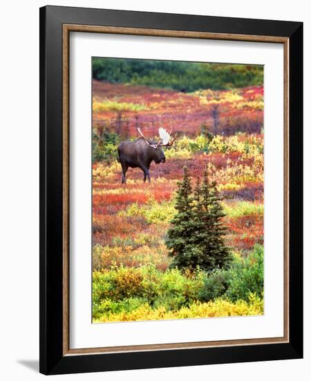 Bull Moose and Autumn Tundra, Denali National Park, Alaska, USA-David W. Kelley-Framed Photographic Print