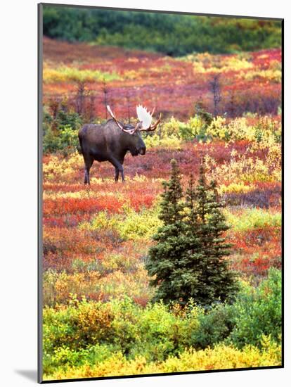 Bull Moose and Autumn Tundra, Denali National Park, Alaska, USA-David W. Kelley-Mounted Photographic Print