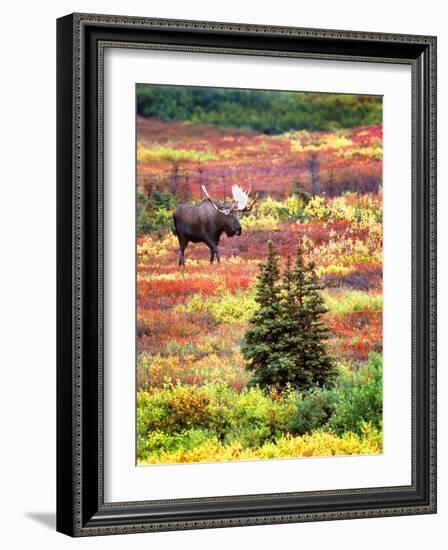 Bull Moose and Autumn Tundra, Denali National Park, Alaska, USA-David W. Kelley-Framed Photographic Print