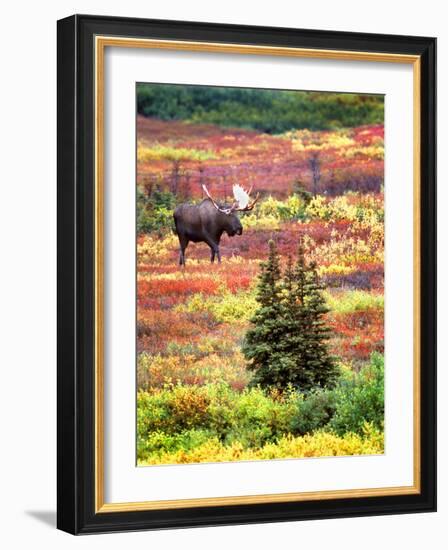 Bull Moose and Autumn Tundra, Denali National Park, Alaska, USA-David W. Kelley-Framed Photographic Print