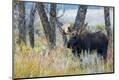 Premium Photographic Print