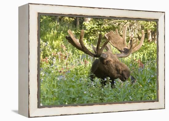 Bull Moose Bedded Down in Wildflowers, Wasatch-Cache Nf, Utah-Howie Garber-Framed Premier Image Canvas