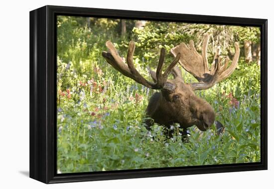 Bull Moose Bedded Down in Wildflowers, Wasatch-Cache Nf, Utah-Howie Garber-Framed Premier Image Canvas