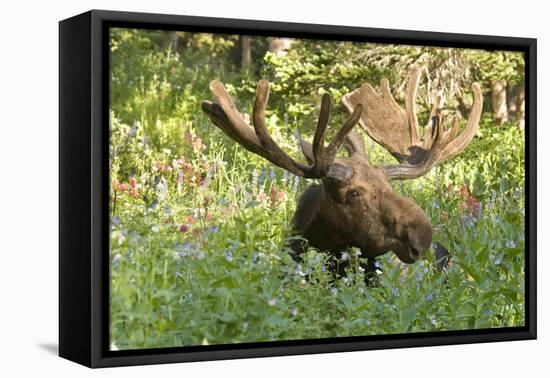 Bull Moose Bedded Down in Wildflowers, Wasatch-Cache Nf, Utah-Howie Garber-Framed Premier Image Canvas
