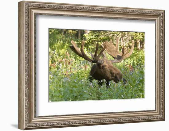 Bull Moose Bedded Down in Wildflowers, Wasatch-Cache Nf, Utah-Howie Garber-Framed Photographic Print