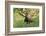 Bull Moose Bedded Down in Wildflowers, Wasatch-Cache Nf, Utah-Howie Garber-Framed Photographic Print