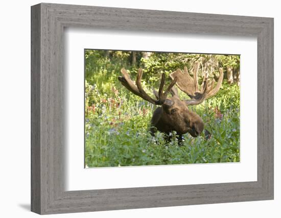 Bull Moose Bedded Down in Wildflowers, Wasatch-Cache Nf, Utah-Howie Garber-Framed Photographic Print