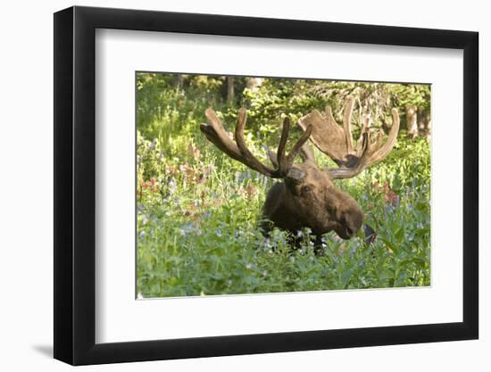 Bull Moose Bedded Down in Wildflowers, Wasatch-Cache Nf, Utah-Howie Garber-Framed Photographic Print