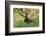 Bull Moose Bedded Down in Wildflowers, Wasatch-Cache Nf, Utah-Howie Garber-Framed Photographic Print