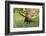 Bull Moose Bedded Down in Wildflowers, Wasatch-Cache Nf, Utah-Howie Garber-Framed Photographic Print