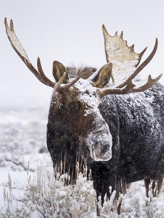 Bull Moose Covered In Snow Photographic Print Mike Cavaroc Art Com
