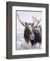 Bull Moose Covered in Snow-Mike Cavaroc-Framed Photographic Print