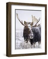 Bull Moose Covered in Snow-Mike Cavaroc-Framed Photographic Print