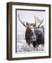 Bull Moose Covered in Snow-Mike Cavaroc-Framed Photographic Print