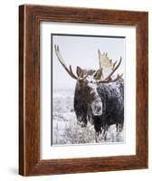 Bull Moose Covered in Snow-Mike Cavaroc-Framed Photographic Print